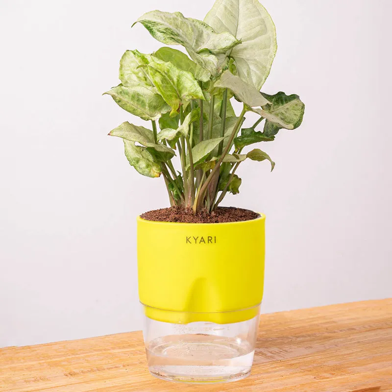Kyari Syngonium Pixie Plant With Self Watering Pot (Yellow) - 18 cm media 6