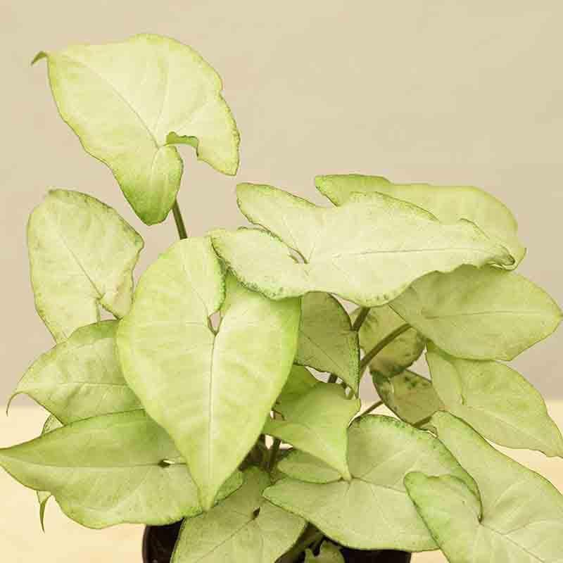 Ugaoo Syngonium White Butterfly Plant media 5