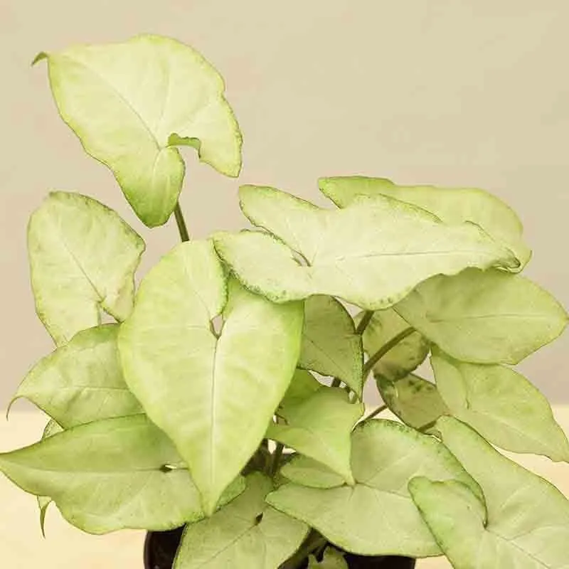 Ugaoo Syngonium White Butterfly Plant media 5