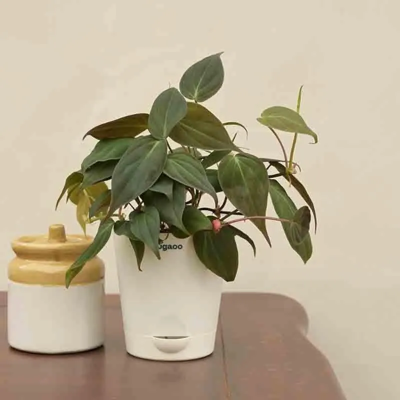 Ugaoo Philodendron Micans Plant media 1