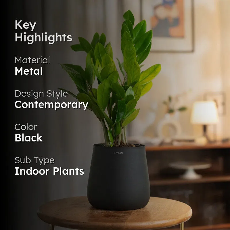 Kyari Zamia With Jet Metal Self Watering Pot - Black media 2