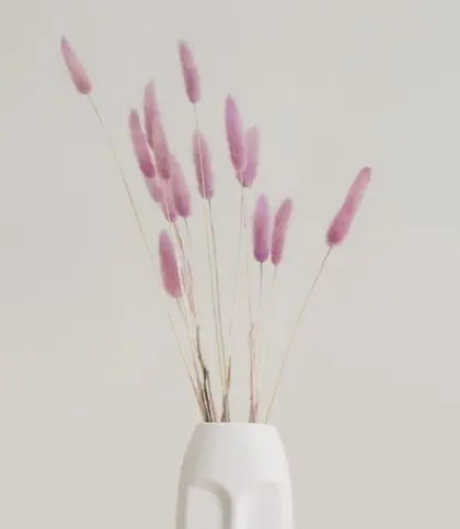 Dried Flowers & Leaves