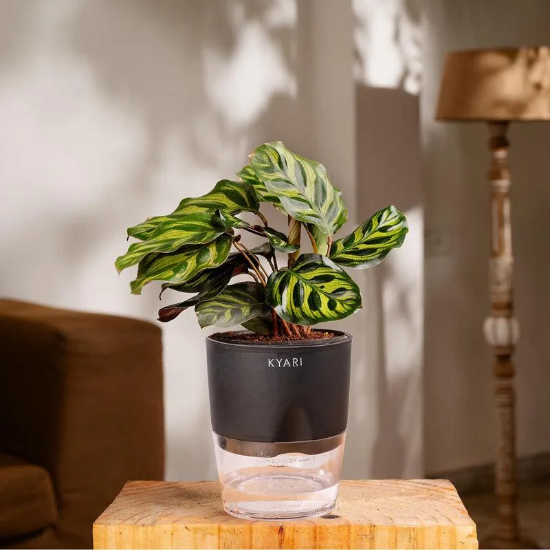 Kyari Peacock Plant With Self Watering Pot - Black media 1
