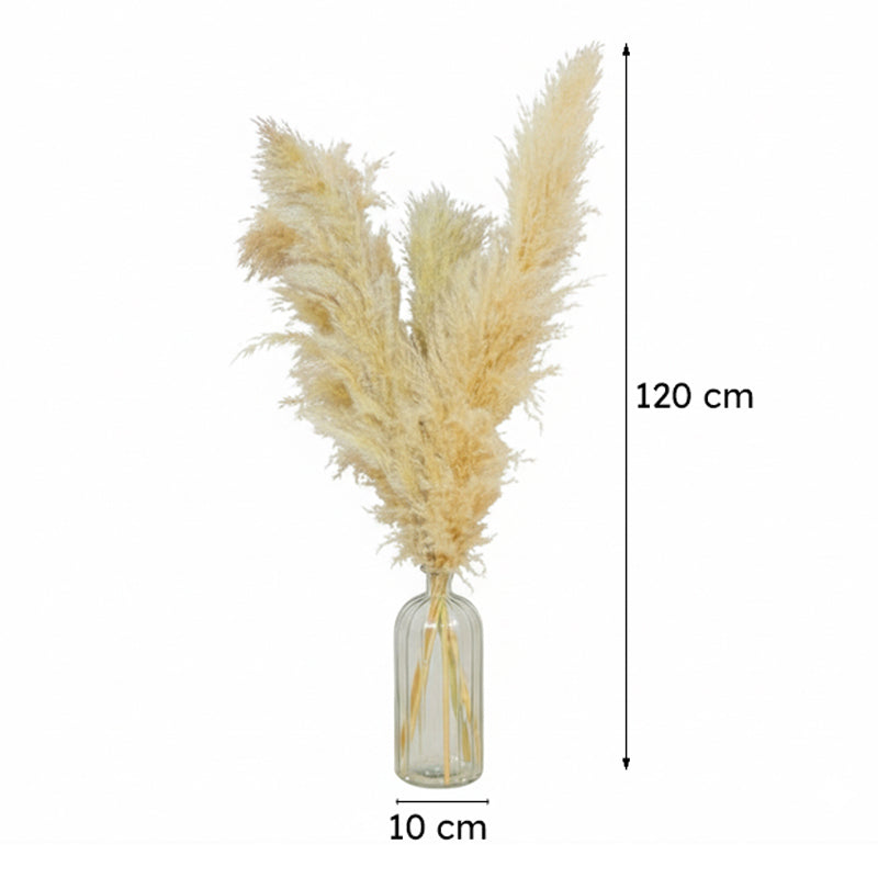 Pomi Naturally Dried Pampas Stick (Cream) - Set Of Five media 7