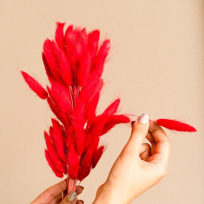 Naturally Dried Bunny Tail Stems (Red) - Set Of Fifty media 4