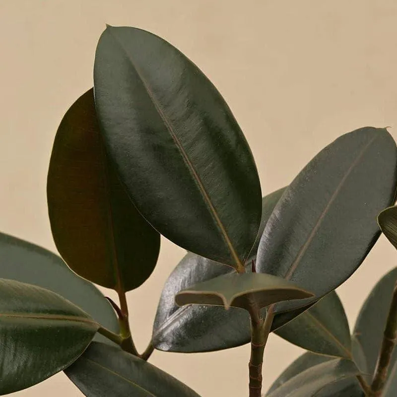 Ugaoo Air Purifying Rubber Plant With Self Watering Pot media 4