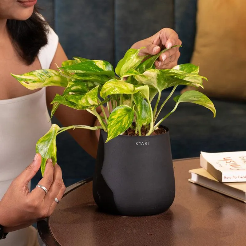 Kyari Money Plant Variegated With Metal Self Watering Pot - Black media 4