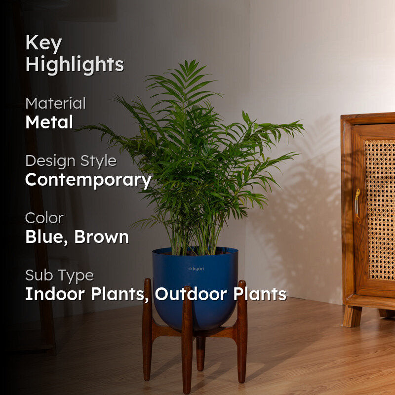 Kyari Areca Palm With Metal Self Watering Pot (Blue) - 3 Feet media 2