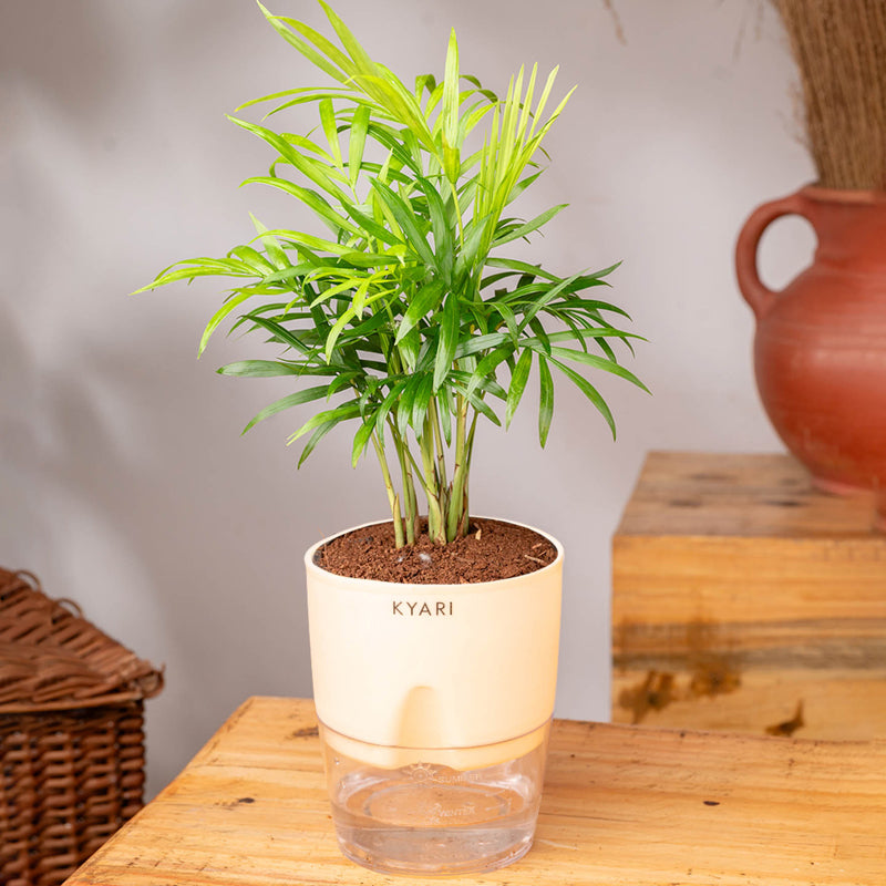 Kyari Chamaedorea Palm With Self Watering Pot (Ivory) - 18 cm media 3
