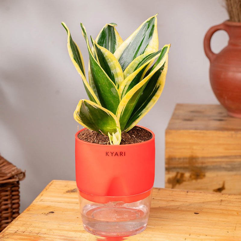 Kyari Golden Hahnii Snake Plant With Self Watering Pot (Red) - 18 cm media 3