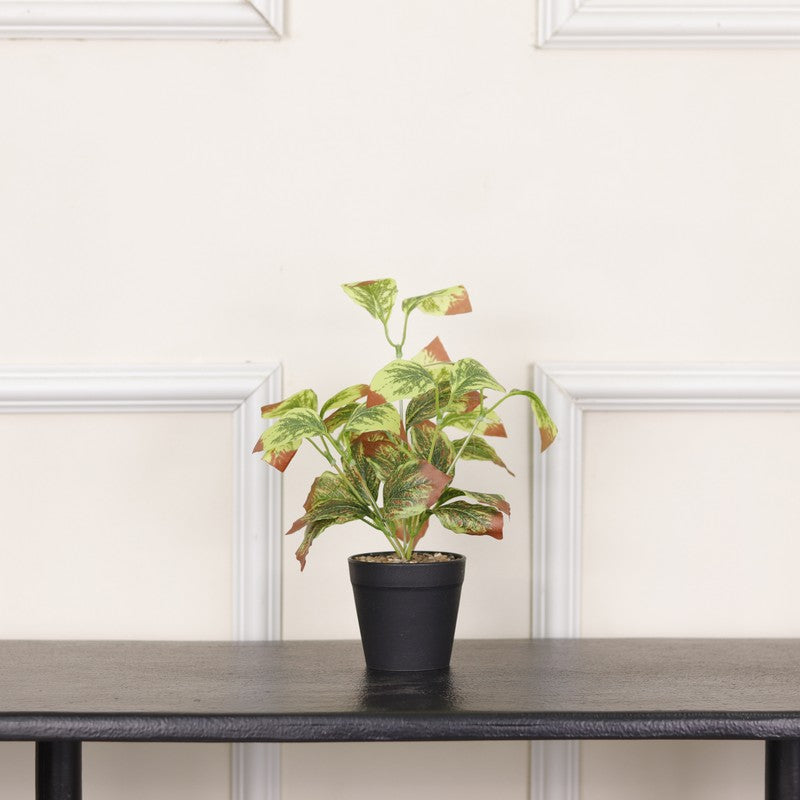 Artificial Aglaonema Star Plant With Black Fiber Pot (Light Pink) - 0.9 Feet media 3