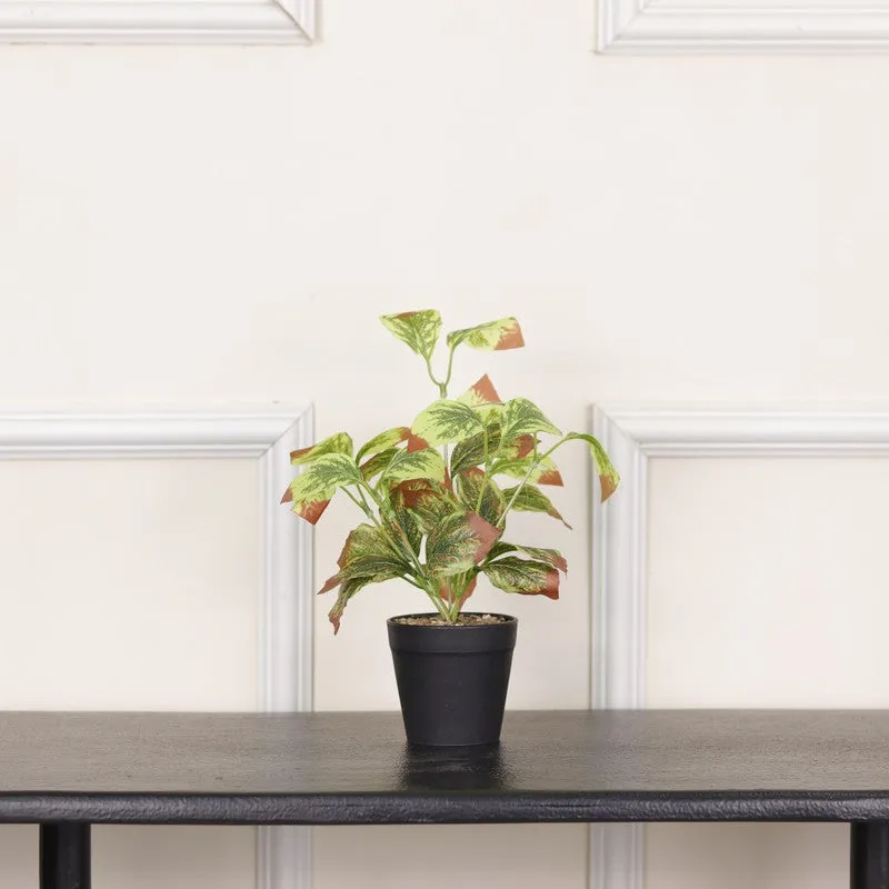 Artificial Aglaonema Star Plant With Black Fiber Pot (Light Pink) - 0.9 Feet media 3