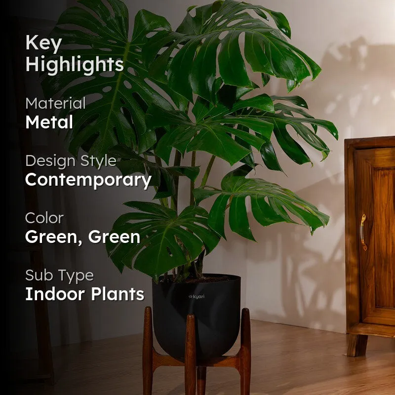Kyari Monstera Deliciosa Plant With Metal Self Watering Pot (Green) - 3 Feet media 2