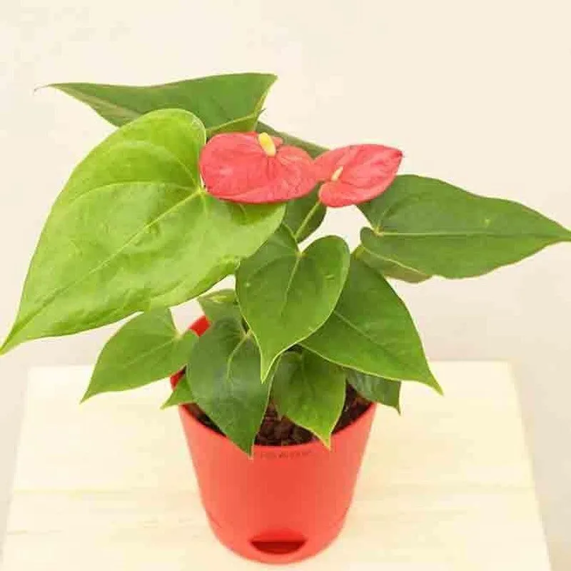 Ugaoo Anthurium Red Plant - Medium media 5
