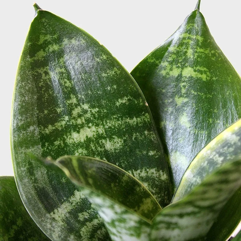Greenkin Aglaonema Lipstick & Snake Live Plants (Red) - Set Of Two media 7