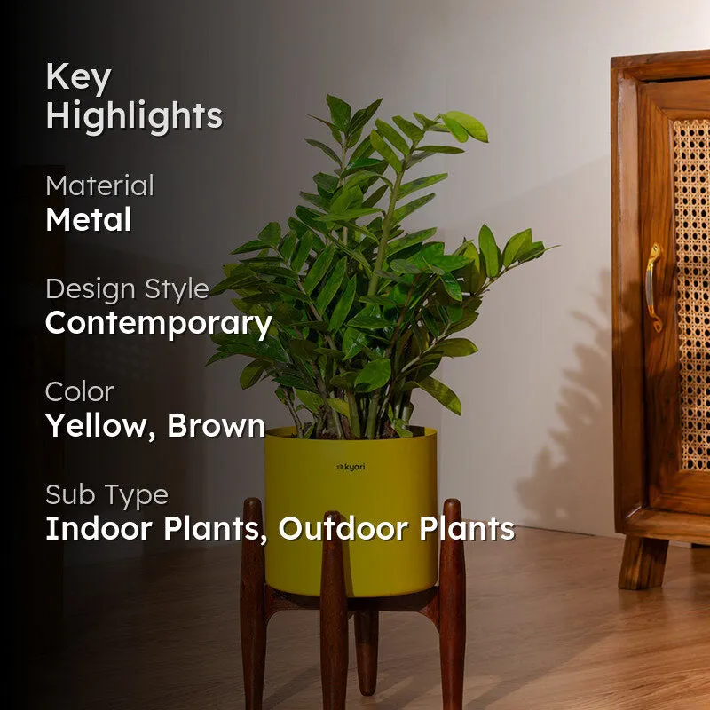 Kyari Green ZZ Plant With Metal Self Watering Pot (Yellow) media 2