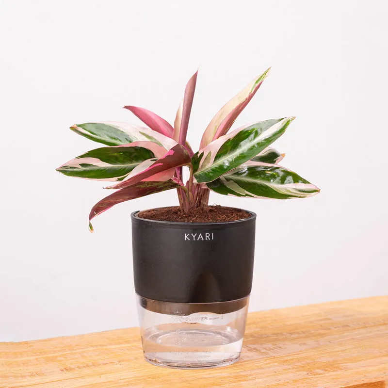 Kyari Calathea Triostar With Self Watering Pot - Black media 6