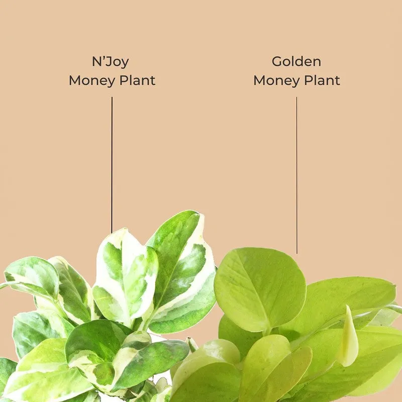Greenkin Bathroom Live Plants - Set Of Two media 4