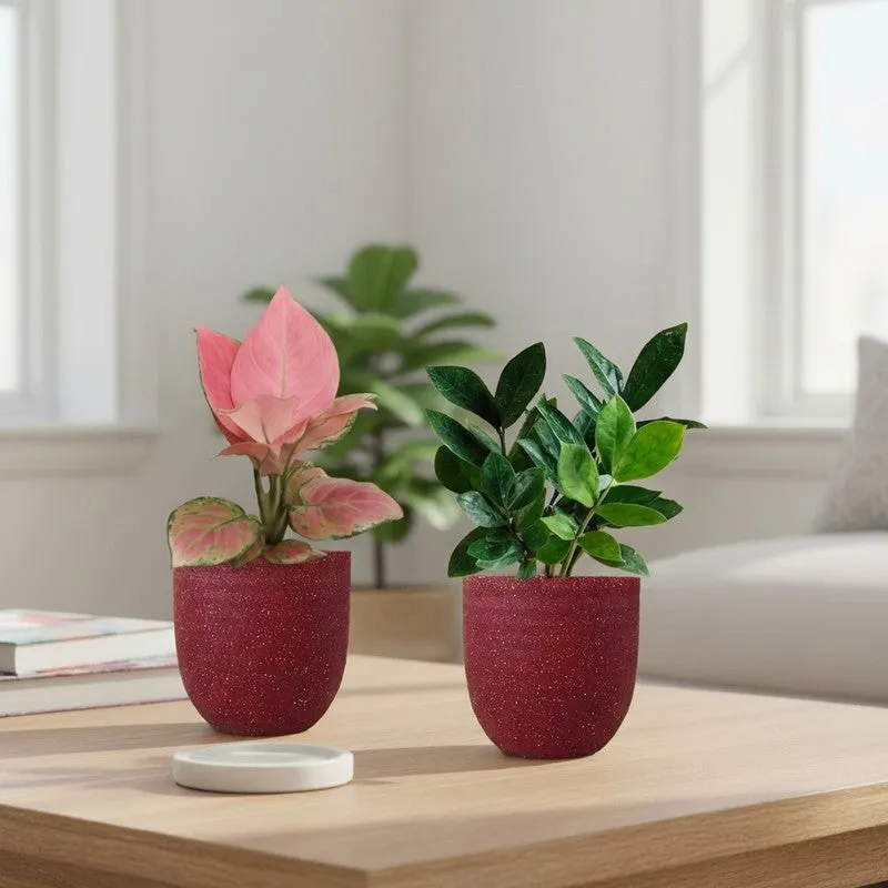 Greenkin ZZ & Aglaonema Pink Live Plants (Red) - Set Of Two media 1