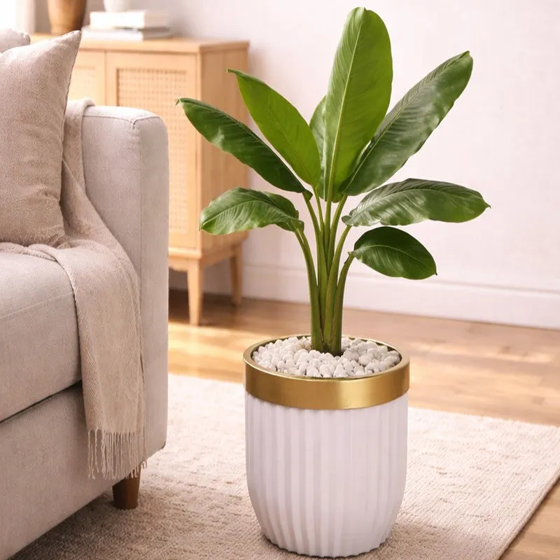 GlowRoot Planter media 3