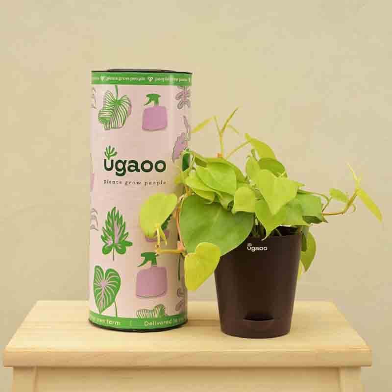 Live Plants