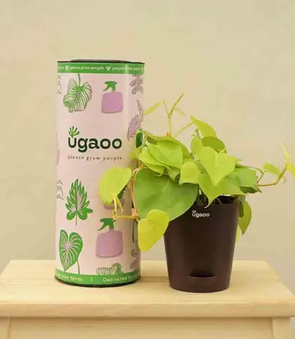 Live Plants