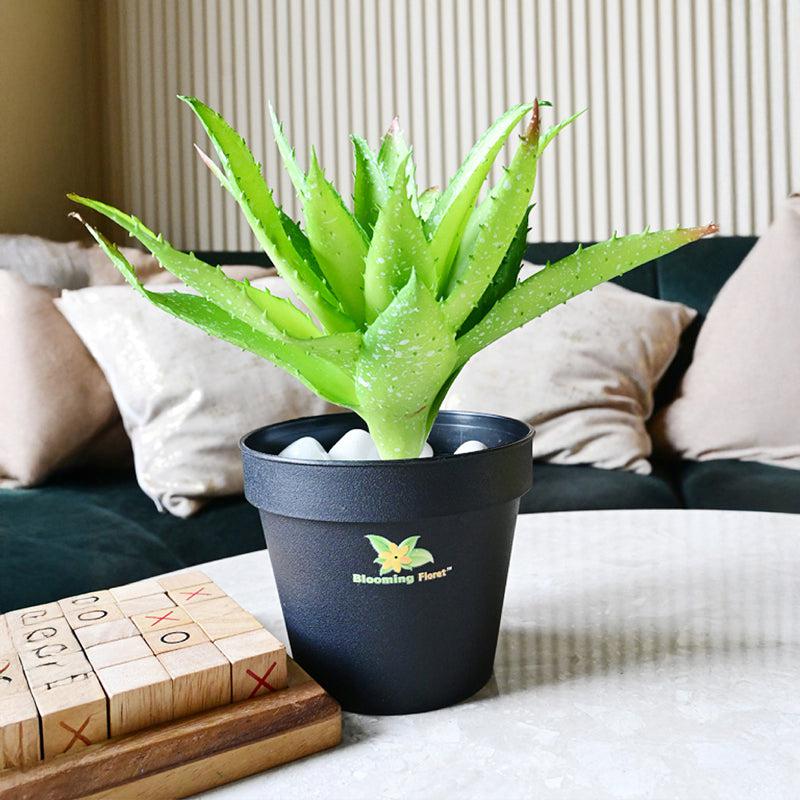 Alvera  Artificial Aloe Vera Plant With Black Plastic Pot - Green media 2