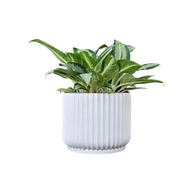 Ugaoo Phoenix Ceramic Pot (21 CM) - White media 4