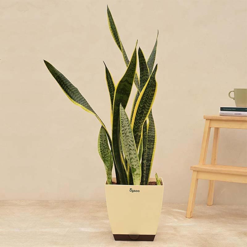 Live Plants
