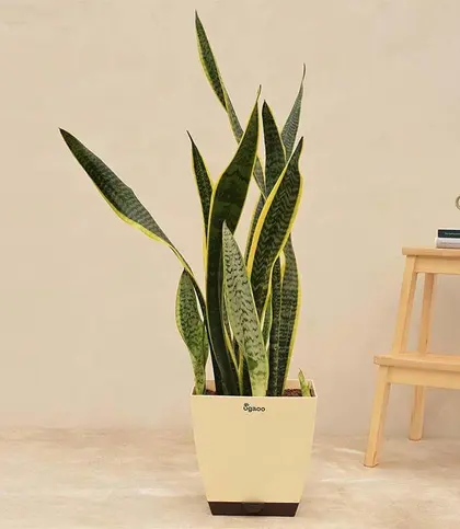 Live Plants