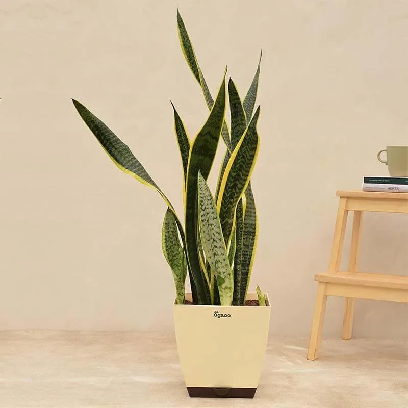 Ugaoo Sansevieria Laurentii Plant - XL media 1