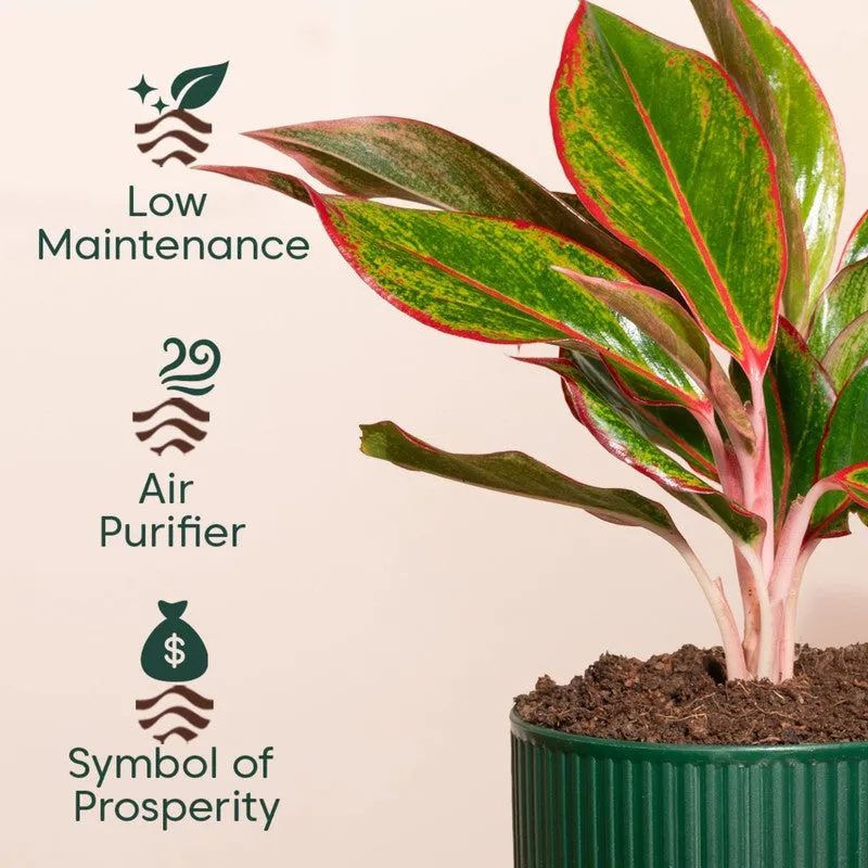 Kyari Agalonema Lipstick Plant with Self Watering Pot - Green media 4