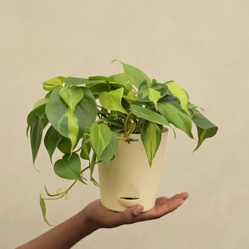 Ugaoo Philodendron Oxycardium And Variegated Live Plant media 4