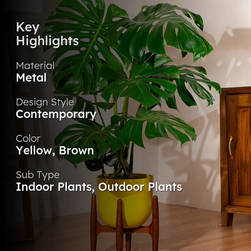 Kyari Monstera Deliciosa Plant With Metal Self Watering Pot(Yellow) - 3 Feet media 2