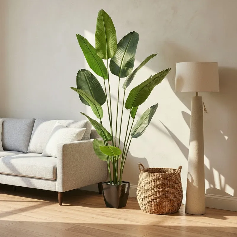 Virella Banana Leaf Palm Plant With Black Plastic Pot - 5.9 ft media 3