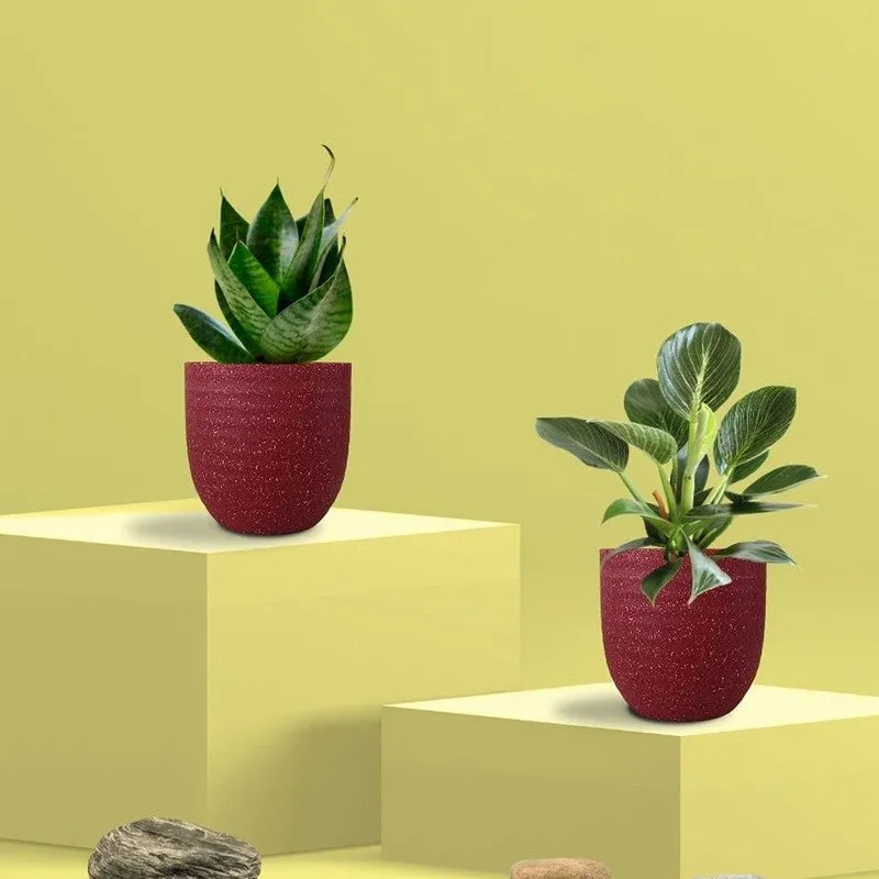 Greenkin Birkin & Snake Live Plants (Red) - Set Of Two media 3