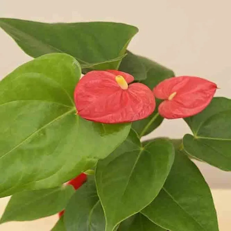 Ugaoo Anthurium Red Plant - Medium media 4