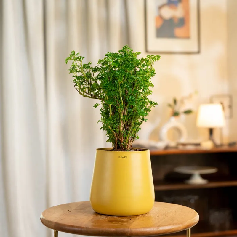 Kyari Aralia Plant With Metal Self Watering Pot (Yellow) - 1 Foot media 1