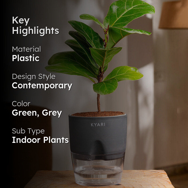 Kyari Fiddle Fig Plant With Self Watering Pot (Grey) - 18 cm media 2