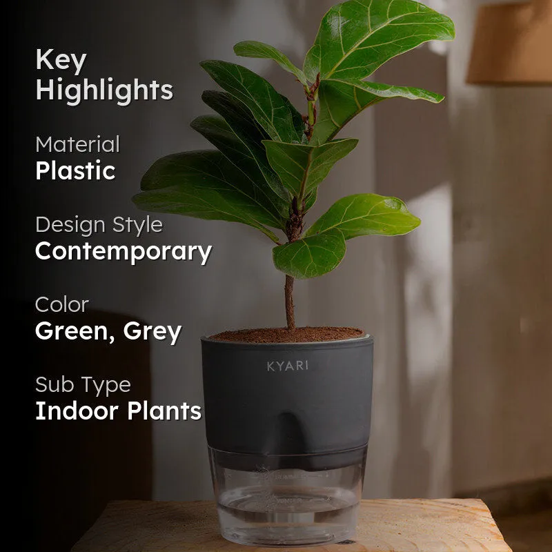 Kyari Fiddle Fig Plant With Self Watering Pot (Grey) - 18 cm media 2