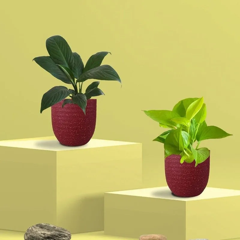 Greenkin Lily & Golden Pothos Live Plants (Red) - Set Of Two media 3