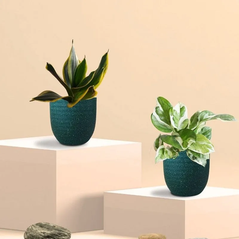 Greenkin Money Plant NJoy & Golden Snake Live Plants (Green) - Set Of Two media 3