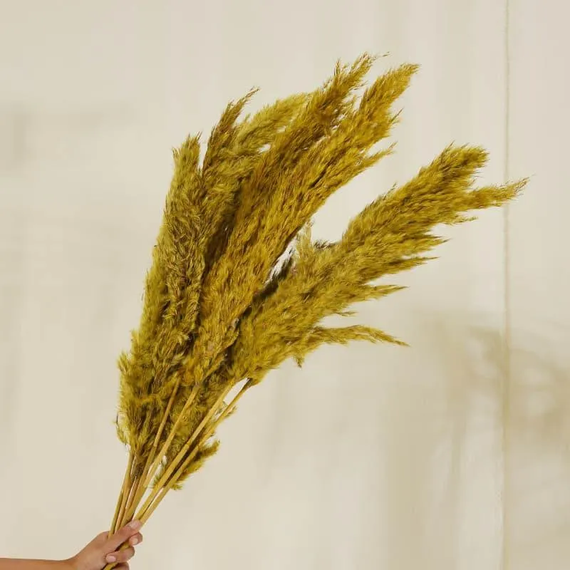 Puffy Pampas Stems (2.62 ft) - Yellow media 4