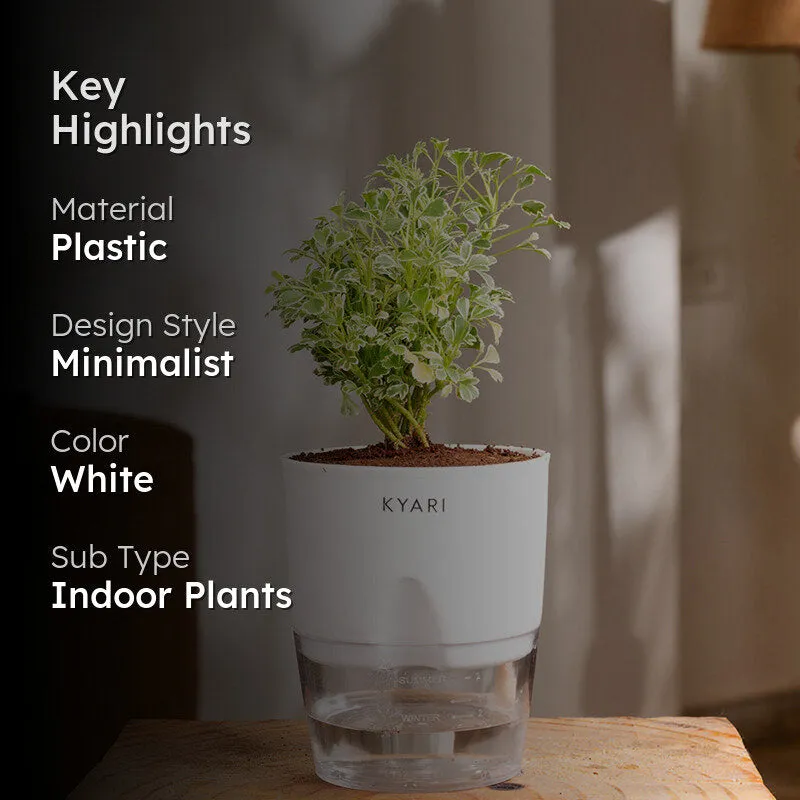 Kyari Aralia Variegated With Self Watering Pot - White media 2