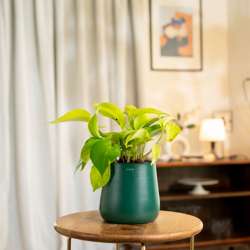 Kyari Golden Pothos Plant With Metal Self Watering Pot - Green