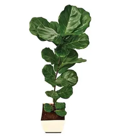 Live Plants