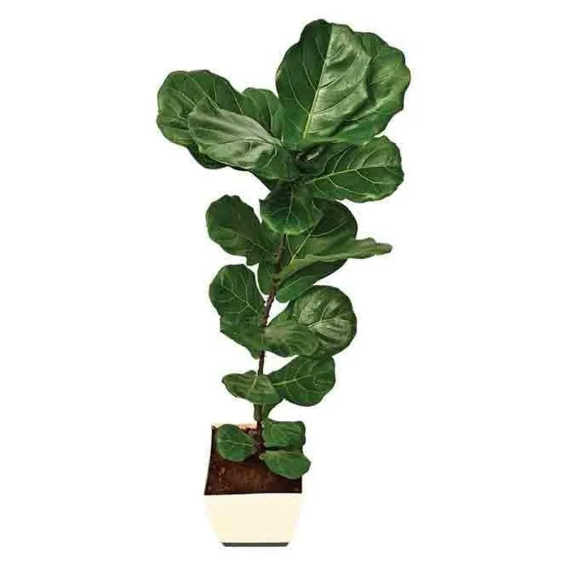Ugaoo Ficus Lyrata Plant(Fiddle Leaf Fig) - 3.9 ft media 1