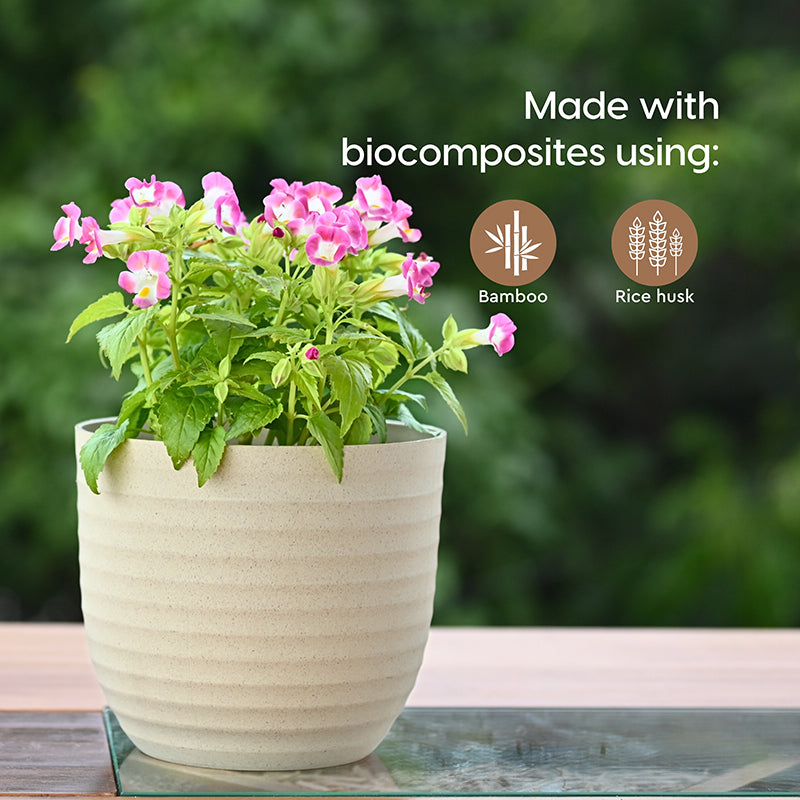 Vita Shell Planter - Set Of Two image 3