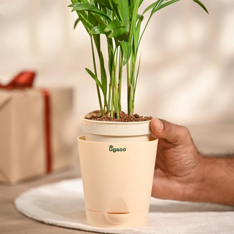 Ugaoo Areca Palm Live Plant media 4