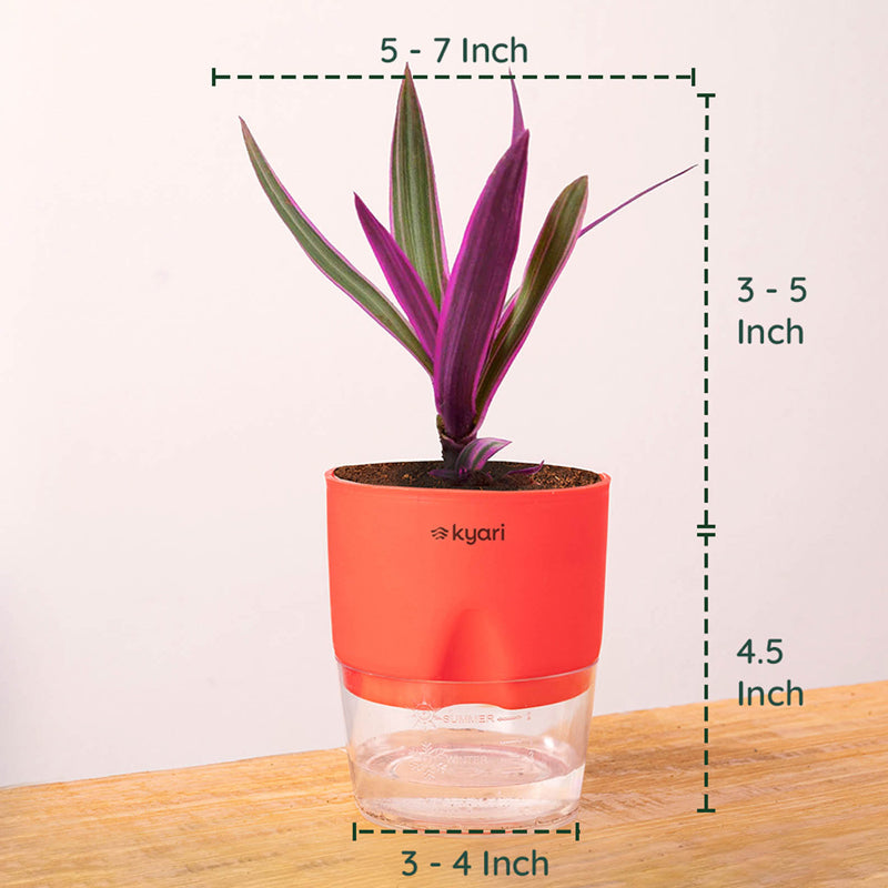 Kyari Rhoeo Tricolor Plant With Self Watering Pot (Red) - 18 cm media 8